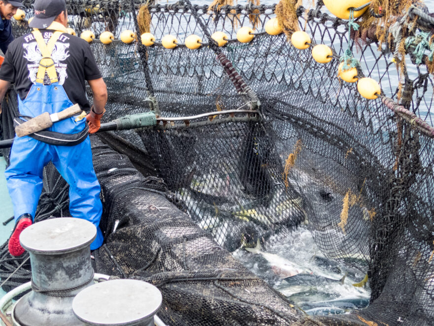 あおもり海山のマグロ漁業体験（6～7月限定）