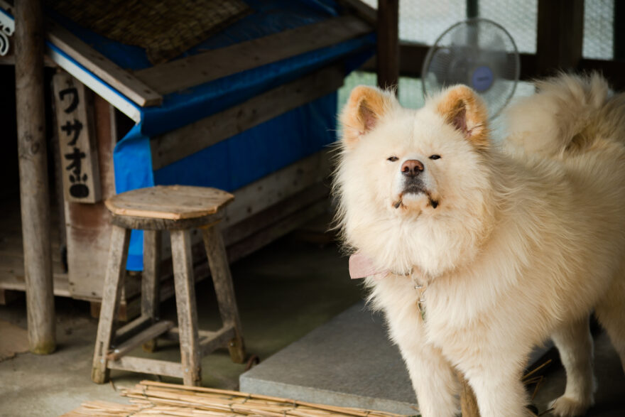 鯵ヶ沢町 焼きイカのお店のブサかわ犬　わさお