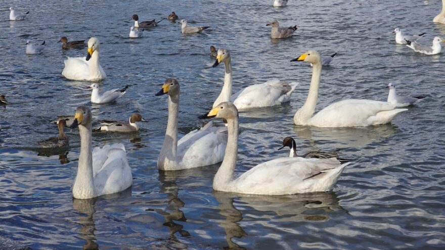 キレイな海岸には白鳥もやってくる！！平内町「浅所海岸」