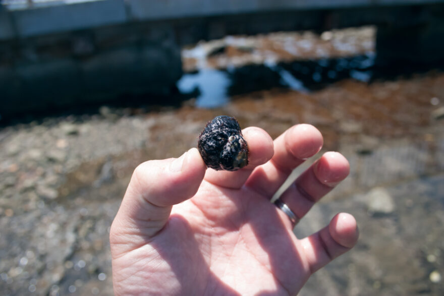 夏泊半島で遊ぶ②　見て楽しい、食べても美味しい！？岩の陰に潜む小さな生き物