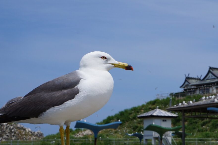 ウミネコの「ウン」で「運」がつく！？八戸市「蕪島」はパワースポットかも！？