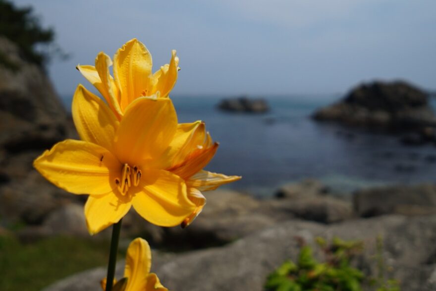 まさにここは「花の渚」！！種差海岸を彩る花々が美しい！！