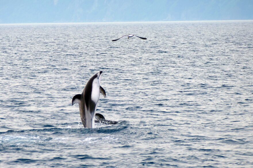 イルカたちがやって来る陸奥湾の環境を、これからも守るために