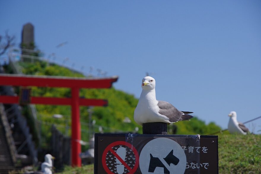 数々の天災にも負けない海のパワースポット「蕪島」と巨大市場「八食センター」を巡る八戸市の旅！