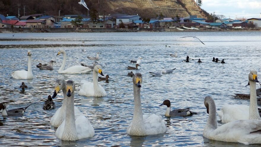 【平内町の魅力】冬には白鳥が飛来し、美味しいホタテのグルメが食べられ、綺麗な海岸で遊べる！！