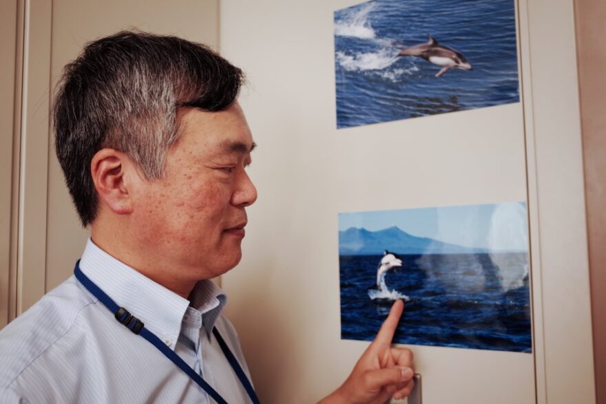 【青森のイルカ博士】陸奥湾内を回遊するカマイルカの研究者、清川先生