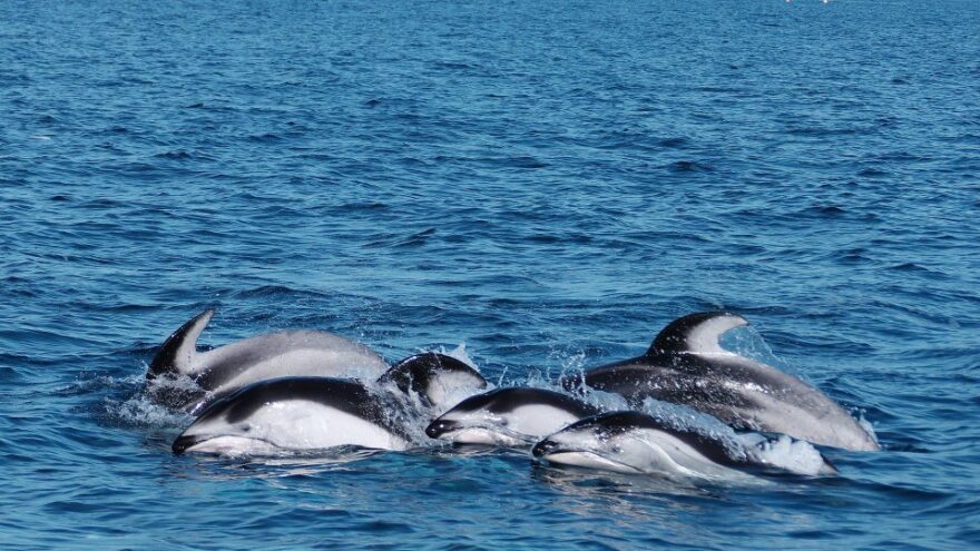 【陸奥湾とカマイルカ】今年も新たな発見が多数。清川先生のイルカ調査２０２１