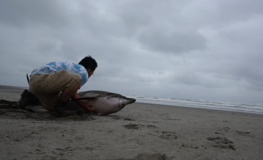 【海を守りたい】油が流出してしまった海のために、私たちができること