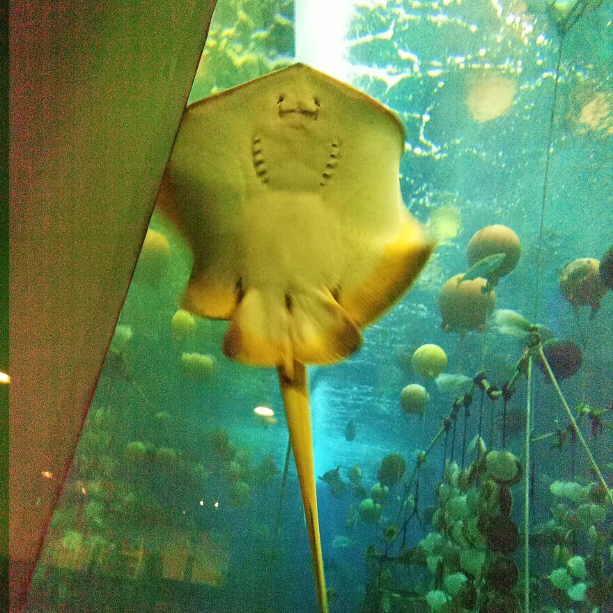 青森県営浅虫水族館　企画展『アクア学びうむ～豊かな地球を未来に～』