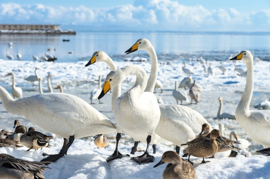 白鳥の飛来地、浅所海岸