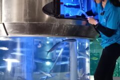 青森県営浅虫水族館・飼育員のお仕事見学