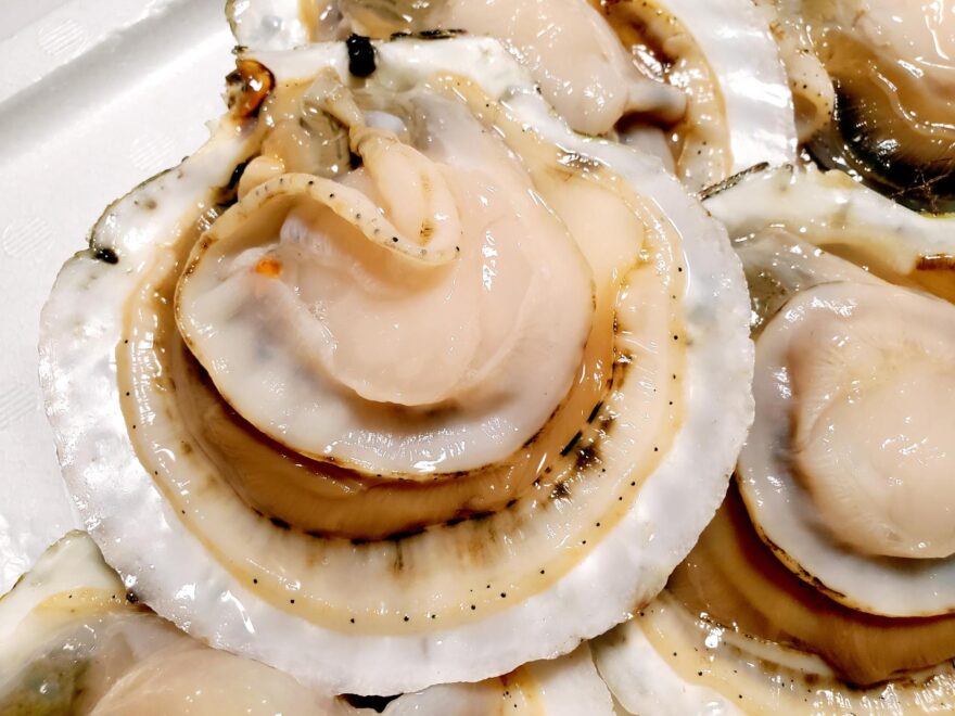 青森の海が育む北海の美味！青森でホタテがよく獲れる理由とは？