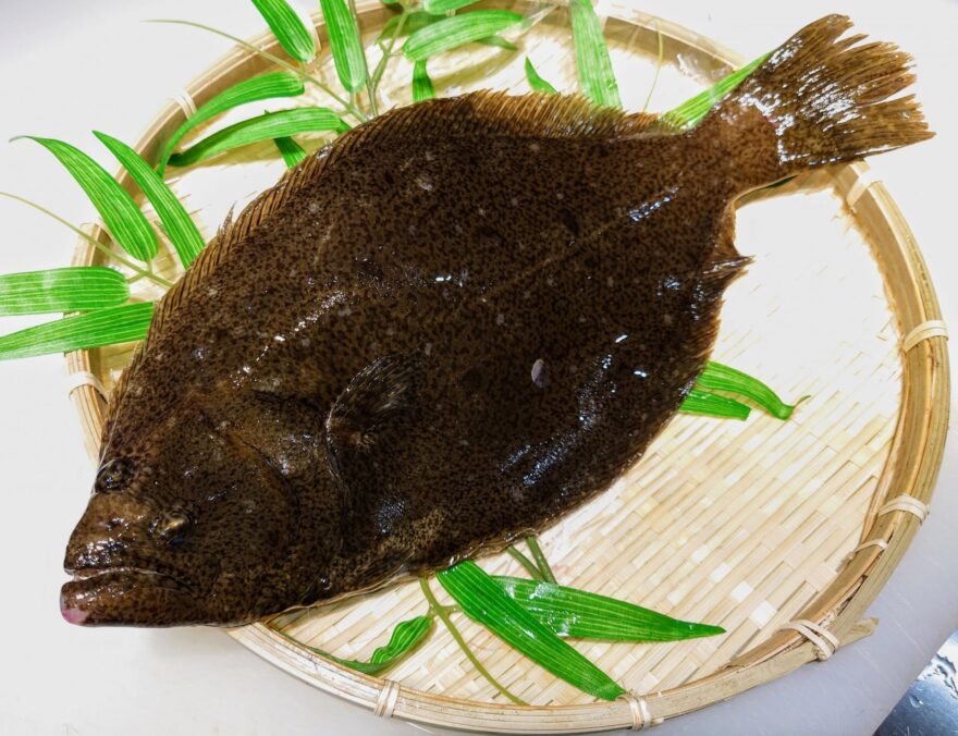 青森の海が生んだ海の幸！なぜ「ヒラメ」は青森の県魚になったのか？
