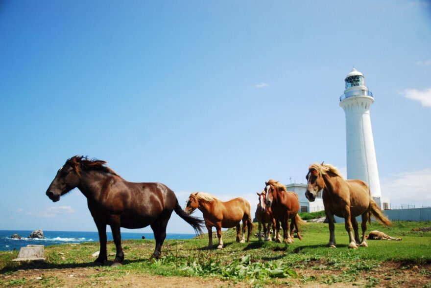 尻屋崎・寒立馬とは？名前の由来・ルーツ・サラブレッドとの違い？極寒仕様の進化系馬！南部藩の誇り高き軍馬の血統！和種馬の機能美に酔いしれる！