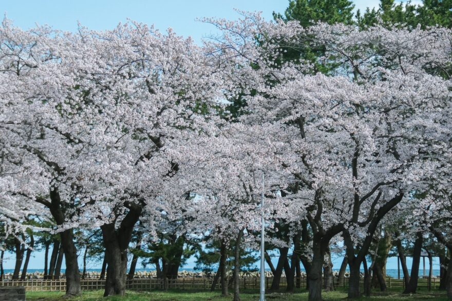 春の青森で海が見えるお出かけスポット3選！おすすめポイント・海の絶景！潮風のメロディと咲き乱れる花々の中を駆け抜けよう！
