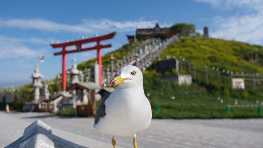 青森・蕪島の「ウミネコ」にはいつ会える！3万羽が集中するワケ？南国から青森の海へやってくるウミネコの滞在スケジュールは？